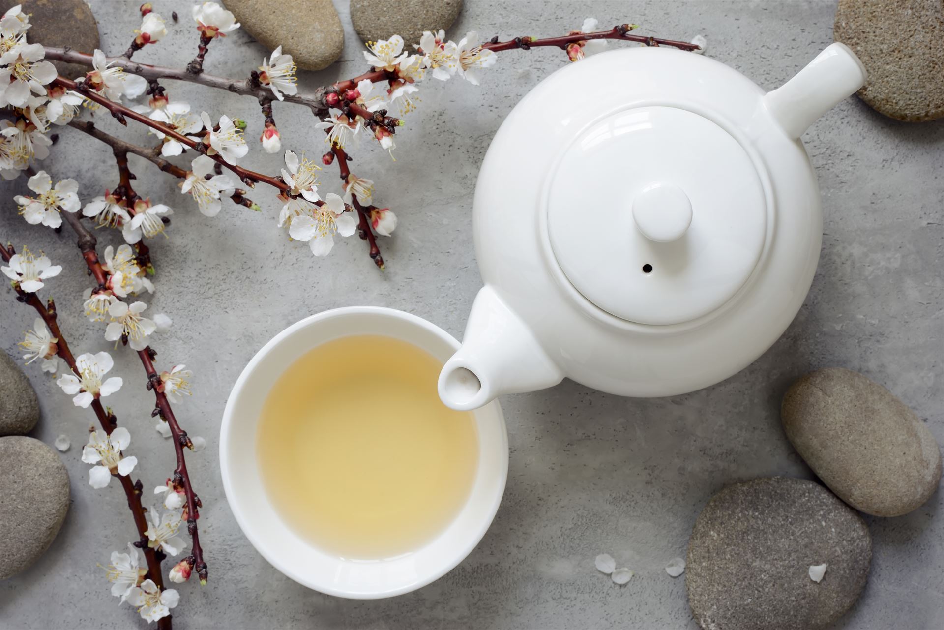 Le thé blanc, une boisson délicate aux propriétés antioxydantes